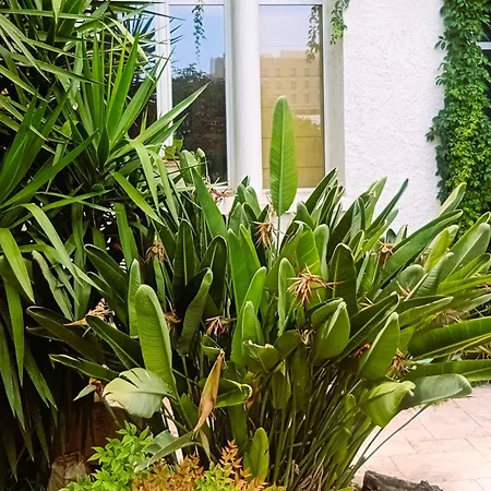 Palma, Independant Dans Maison De Charme Avec Jardin En Centre Montpellier
