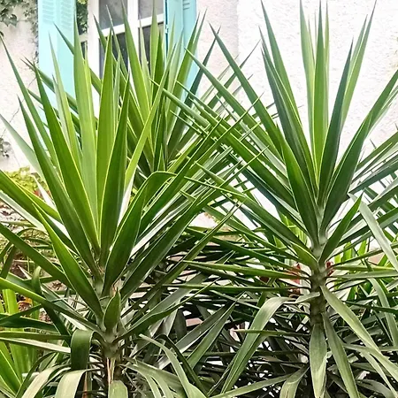 Lägenhet Palma, Independant Dans Maison De Charme Avec Jardin En Centre