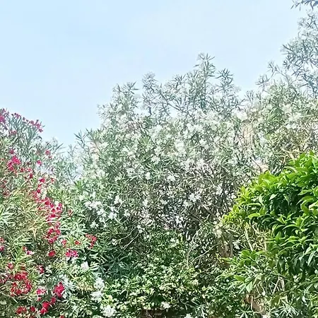 Palma, Independant Dans Maison De Charme Avec Jardin En Centre *