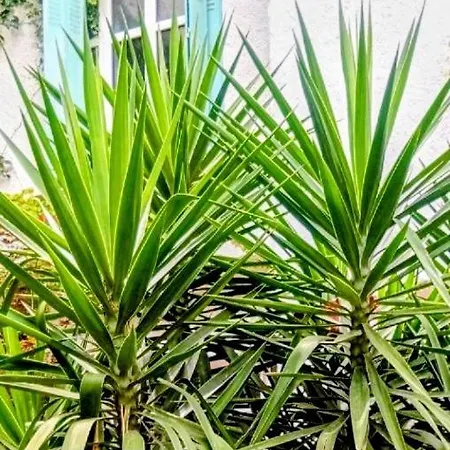 公寓 Palma, Independant Dans Maison De Charme Avec Jardin En Centre *